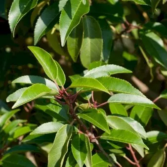 Portugisisk laurbærkirsebær